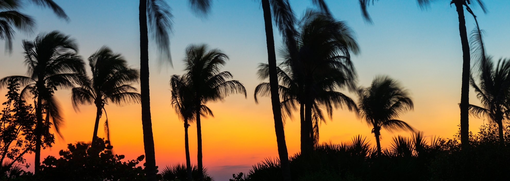 Waving Palm Trees at Sunset in Fort Myers Beach Florida 